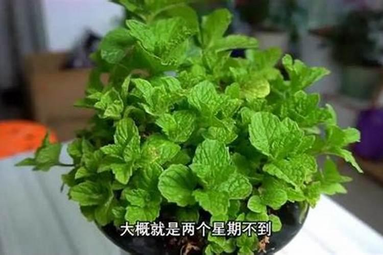 氯化钾可以做肥料吗