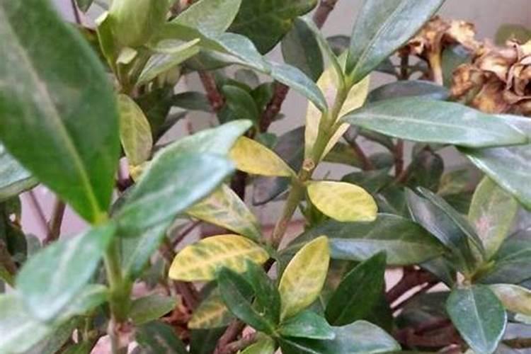 花叶子发黄可以施肥吗(花叶子黄了用什么肥料)