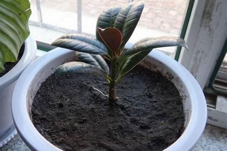 我是芍药,什么时候能有花苞