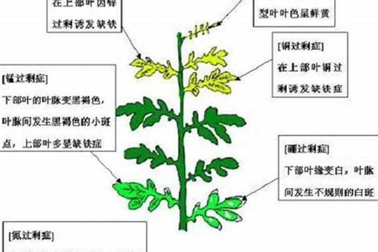 有机肥中有机物是什么