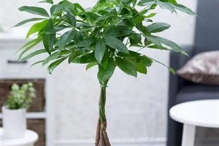 芹菜后期冲什么肥料好