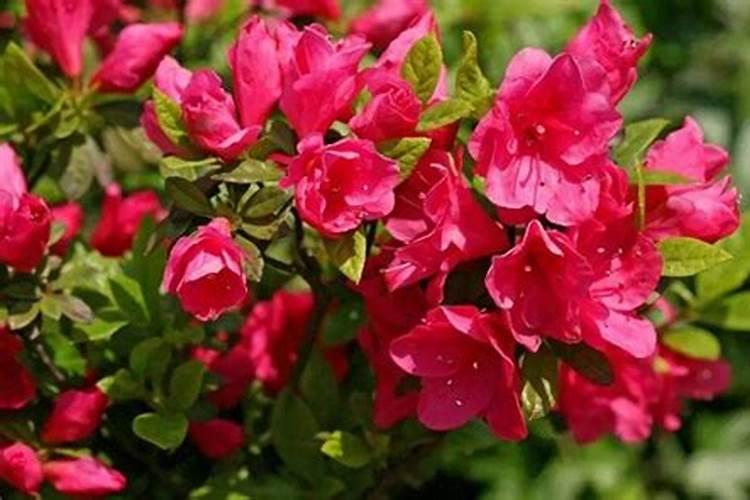 杜鹃花可以施氮肥吗