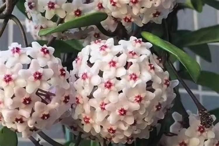 绿风95叶面肥功效