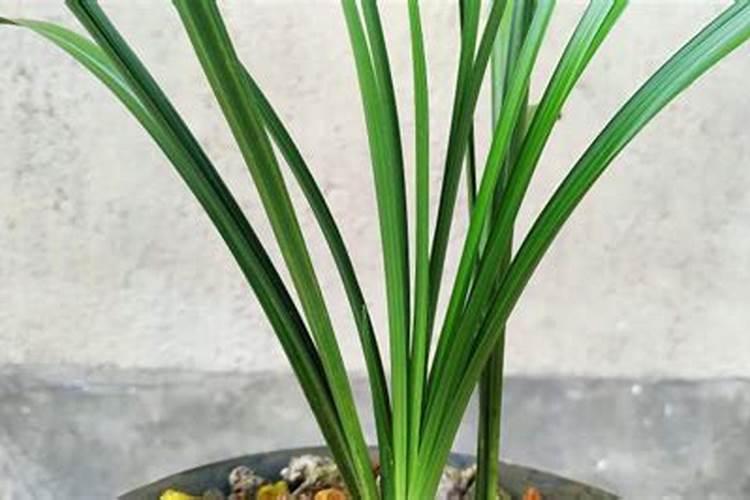 坏掉的牛奶可以浇花吗