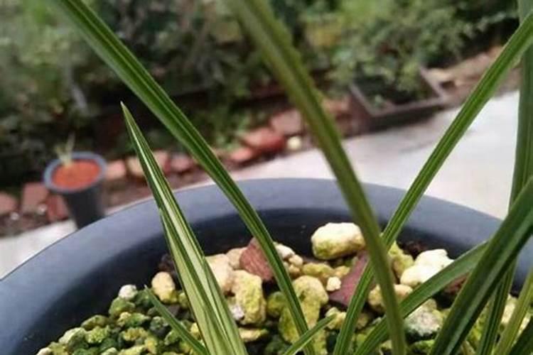 过期牛奶能浇花吗？