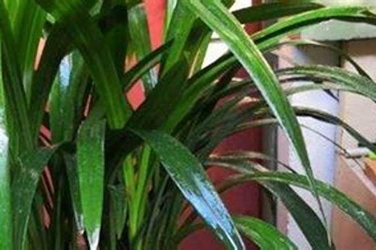 如何认识兰花是否是好的品种