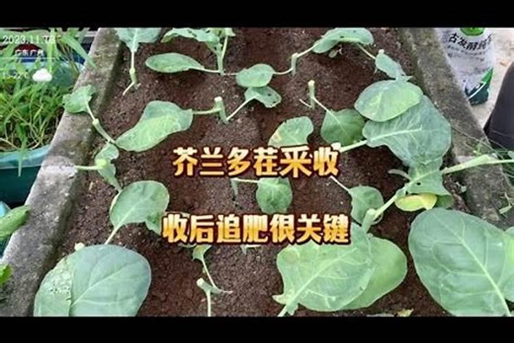 小麦播种太深有什么补救措施？