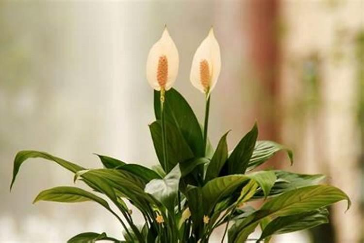 红掌不开花不长叶子 花前追施磷钾肥