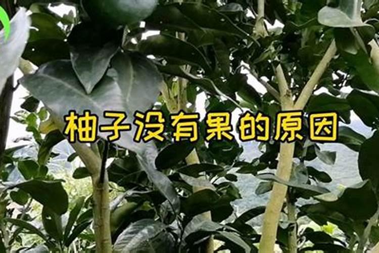 柚子几年才开花结果