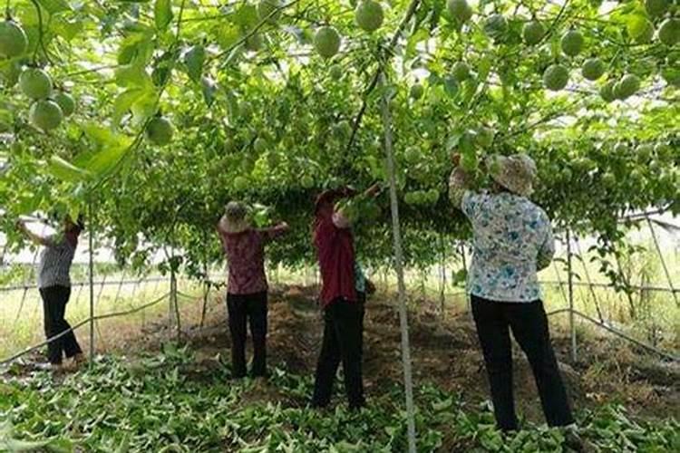 百香果施什么肥料最好