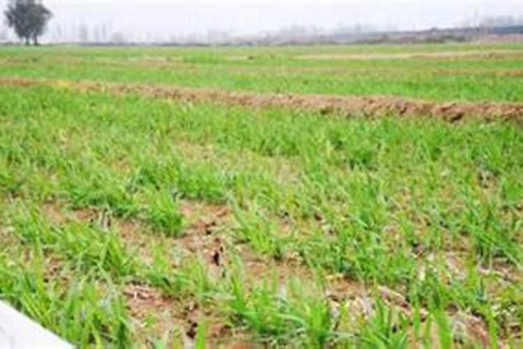 黄瓜和西红柿哪个含水量高