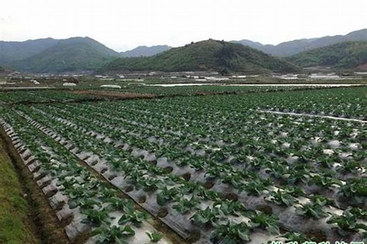 高氮肥料有哪些,用什么肥料黄瓜产量高
