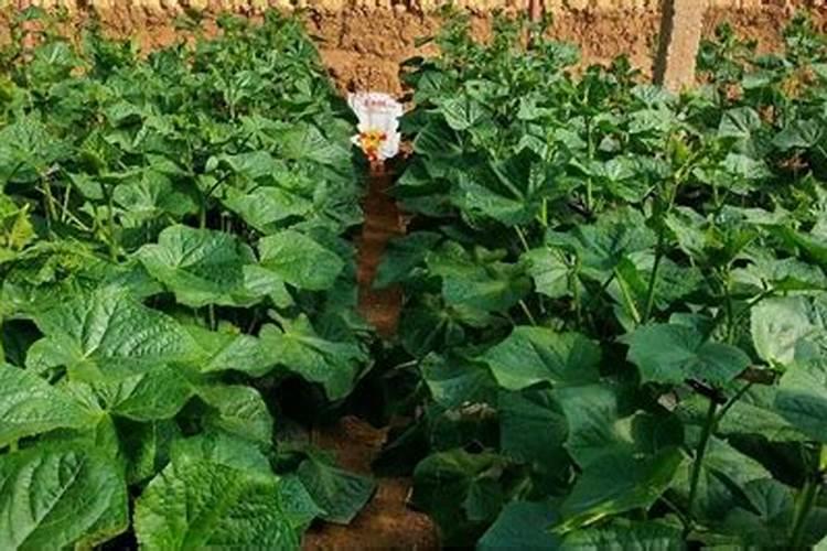 黄瓜种植用什么肥料