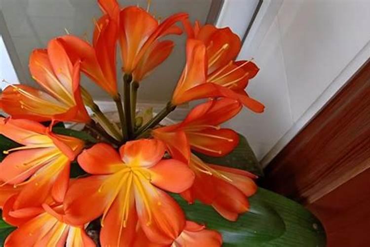 君子兰施什么肥好君子兰施什么肥比较好