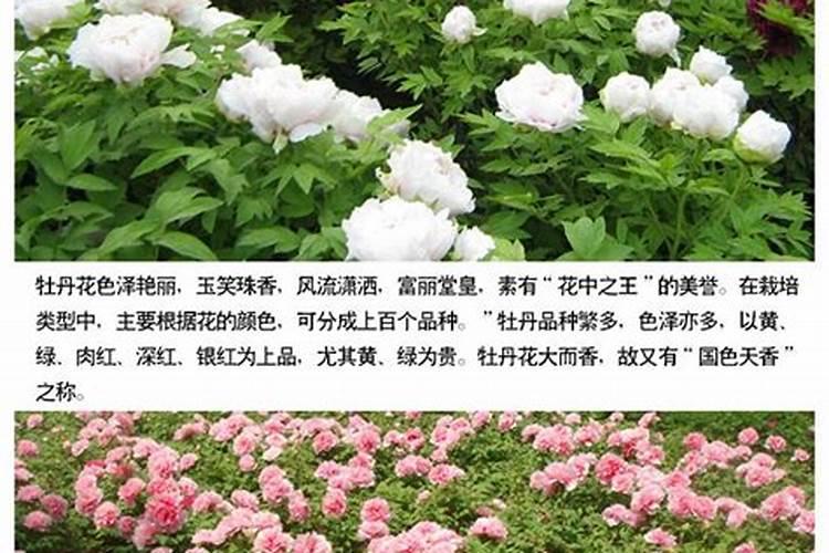 牡丹萌芽了什么时候施肥,用什么肥