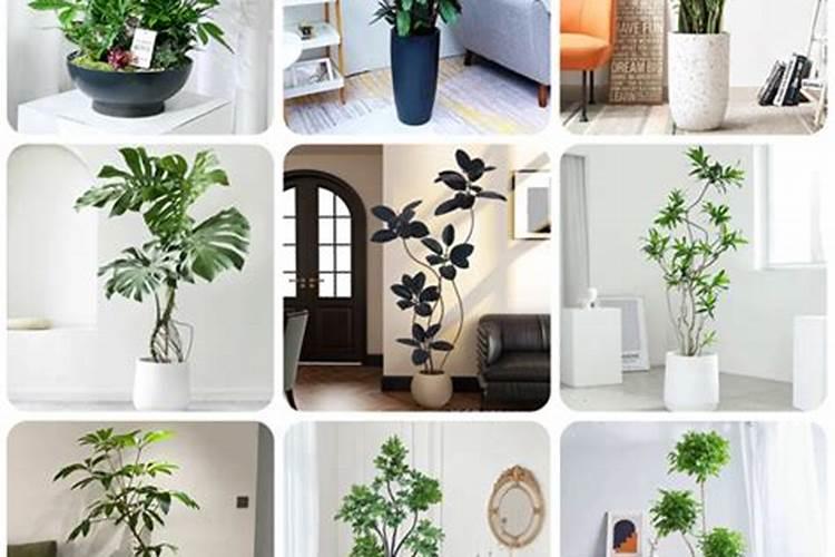 洛阳牡丹怎么养？