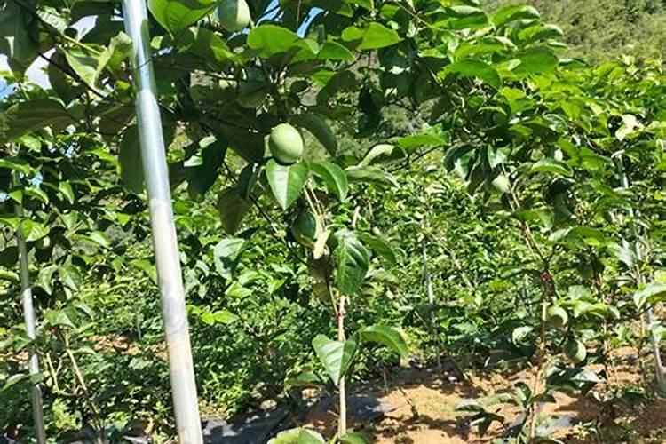 一般的蔬菜瓜果要用到什么肥料