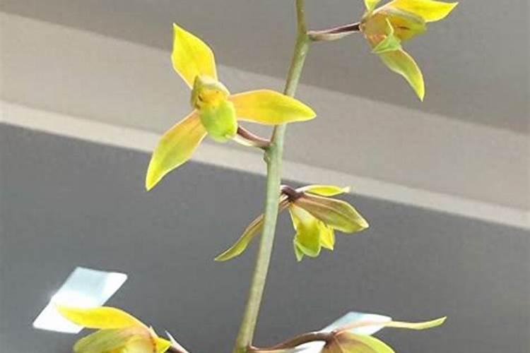 油污克星不小心喷到兰花了,会枯萎吗