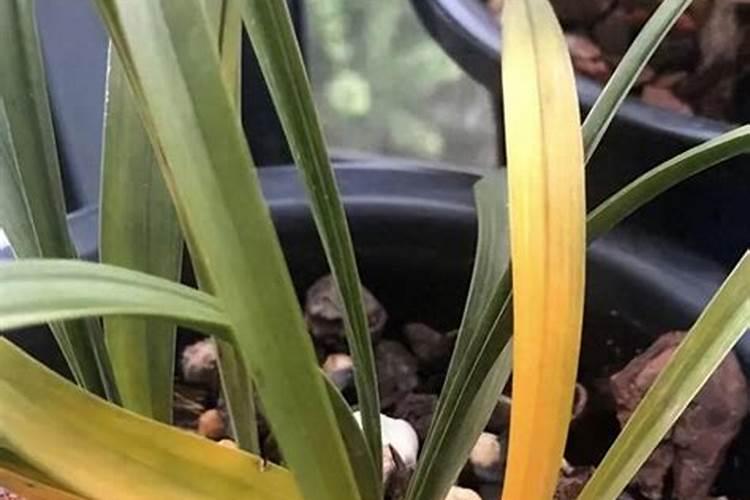 兰花叶子发黄施什么肥