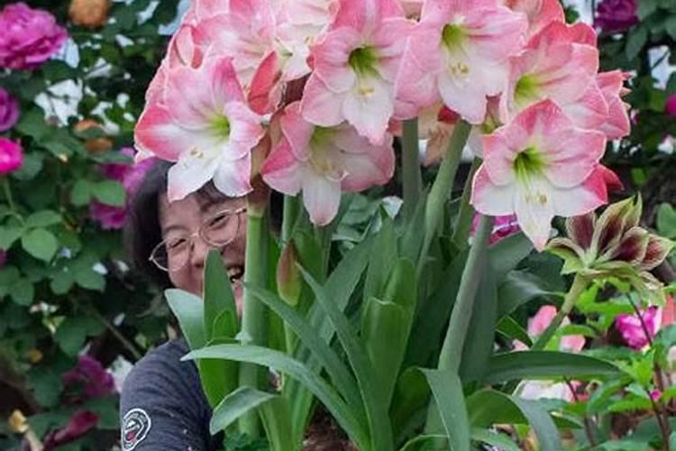 飘香藤施什么肥花开的旺盛,这一点一定要注意