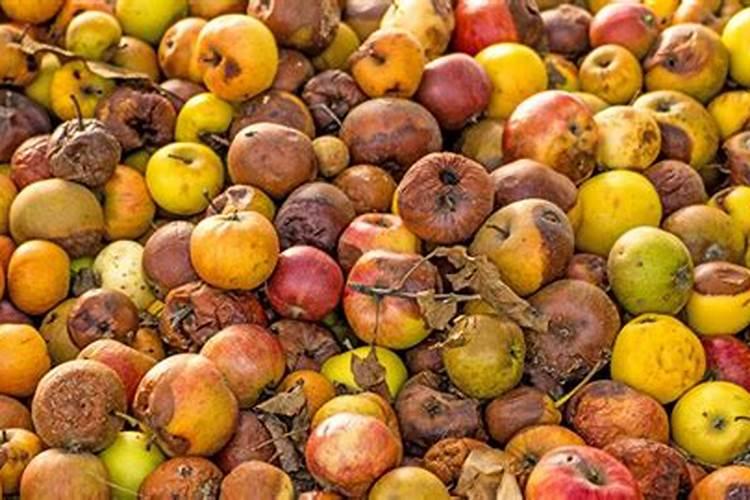 九里香为什么不长叶子