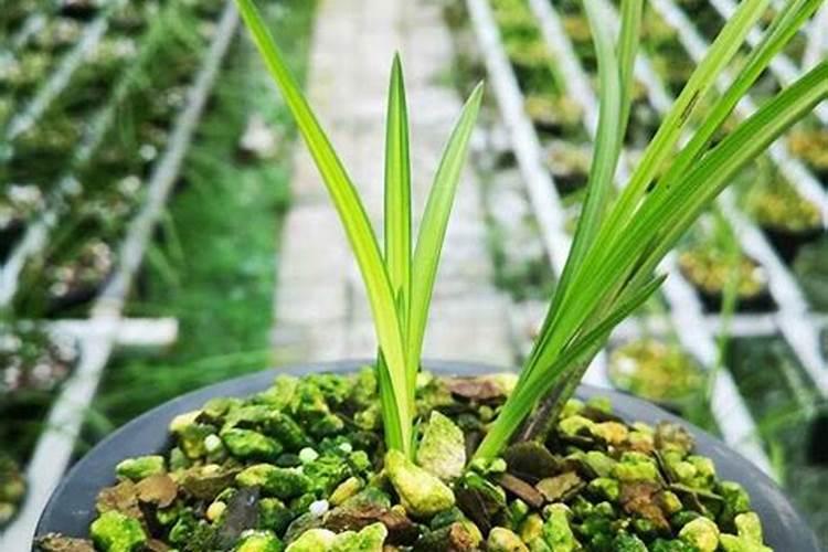 大棚种植桃树,该如何管理？