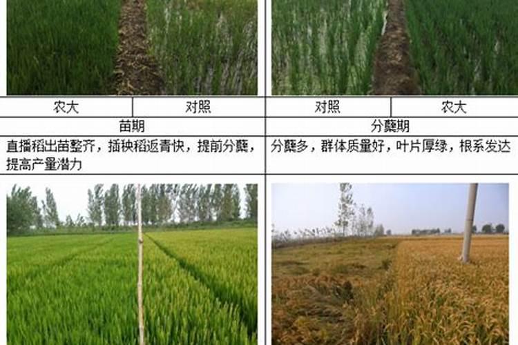 红糖什么时间浇西瓜最好