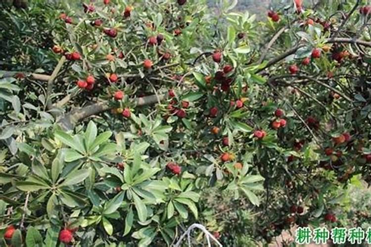 99乙草胺一瓶几亩地