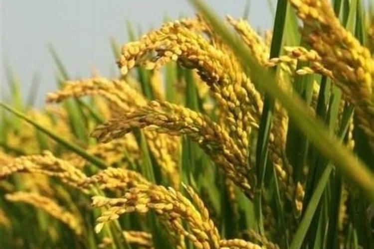 温宿县水稻拔节期至抽穗期 水稻田间管理措施总结