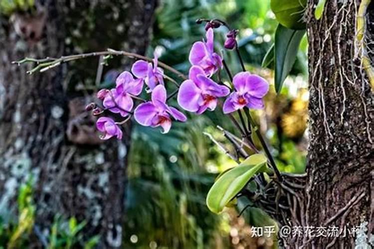 蝴蝶兰用什么肥好呢,我有磷酸二氢钾兑水可以吗