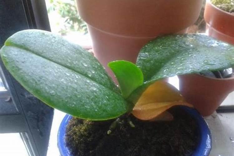 蝴蝶兰肥料怎么配