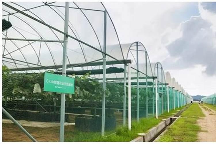 温室大棚蔬菜种植,低温阴雨雪天气必知应对措施!