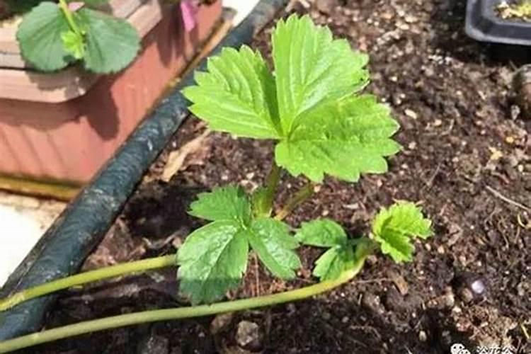 草莓不同时期的用肥方法