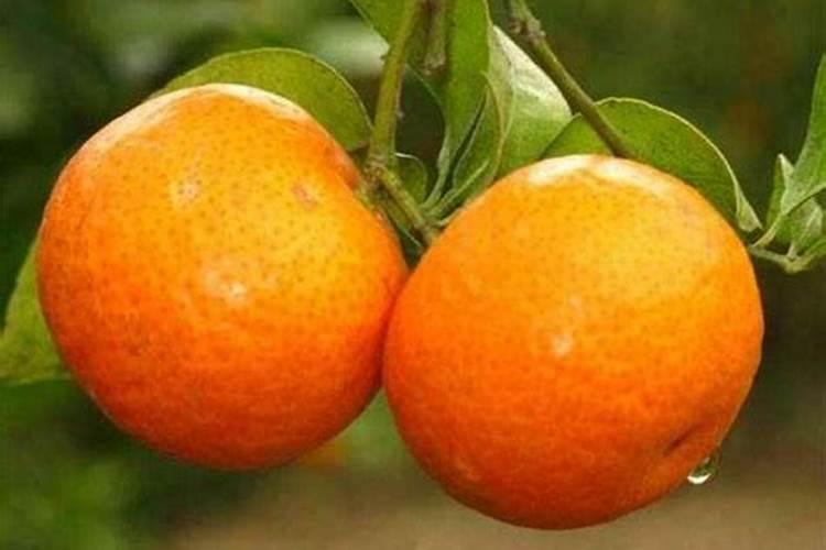 种菜施底肥的正确方法