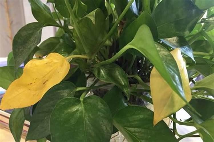 中国十大名牌复合肥有哪些？