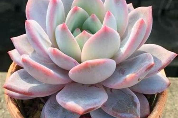 淘宝买的多肉植物里面一包蓝色的沙粒是什么