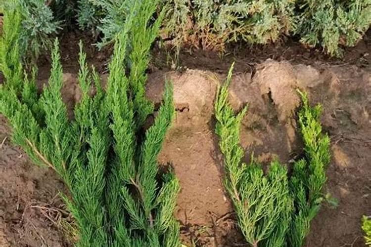 草木灰适合养什么花