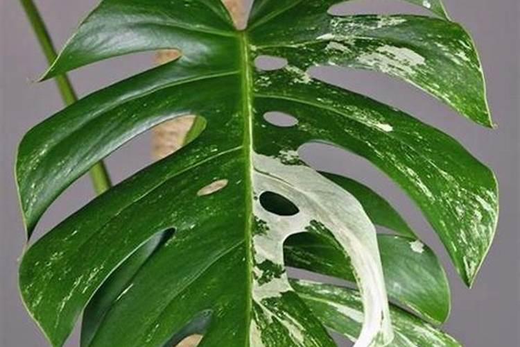 土豆秧高如何控制