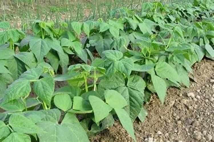 怎样给稻田科学施用锌肥