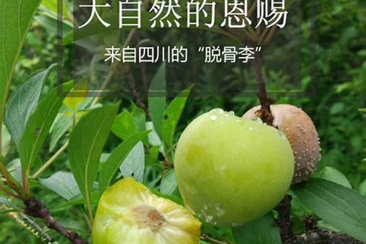 青脆李果期管理技术