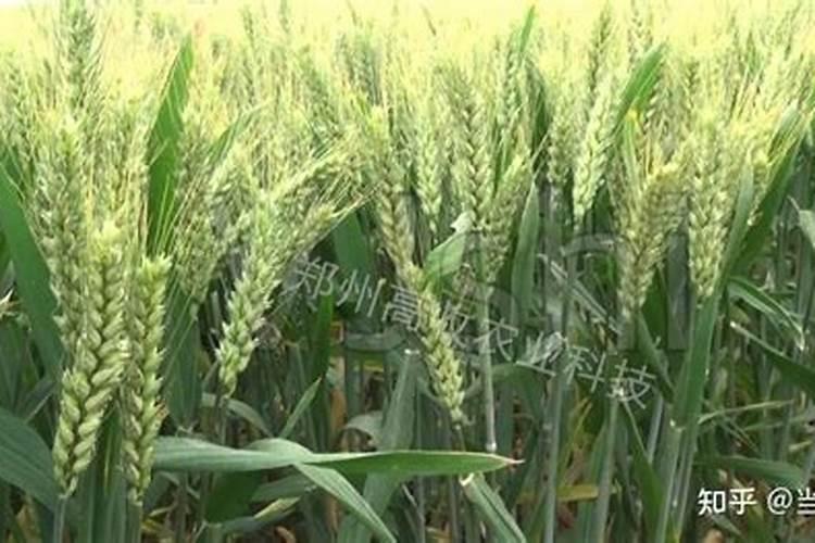 小麦打什么叶面肥高产