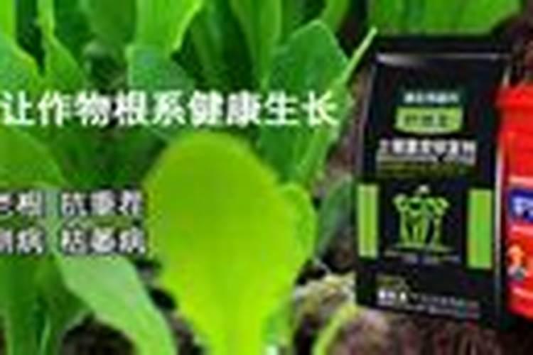 芸豆施什么肥长得最好 芸豆怎么施肥