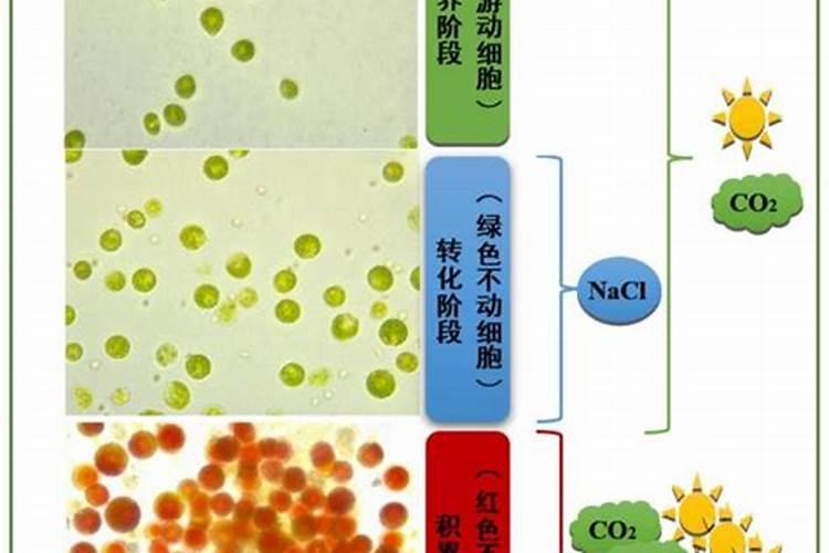 发财树怎么养护用什么肥生根 发财树如何养护用什么肥生根