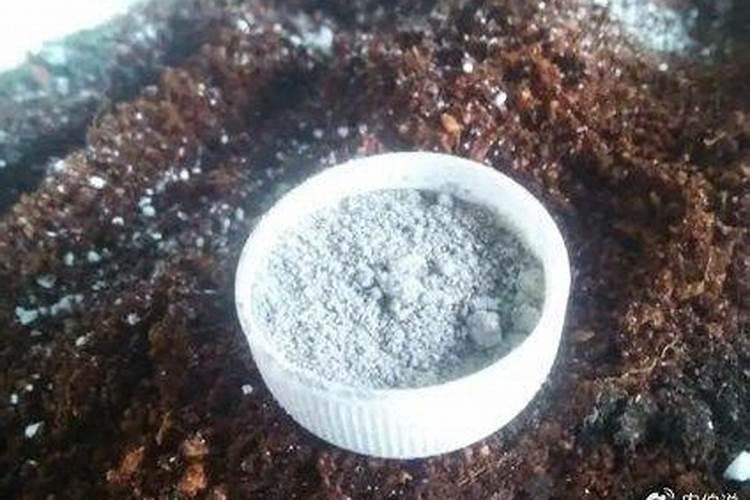 养花肥料怎么选呢？