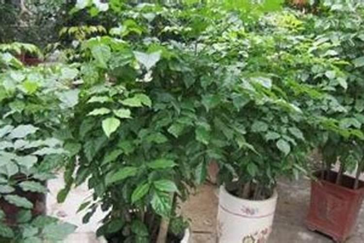 绿宝树怎么施肥