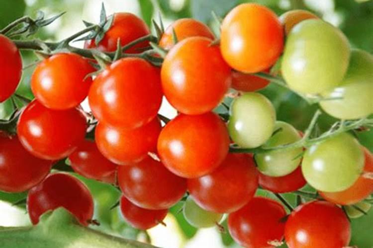 中盐安微红四方复合肥高塔硫酸钾15一5一30每袋40k克多少钱