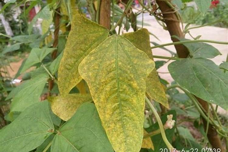 水田施用硝态氮肥是怎样的？