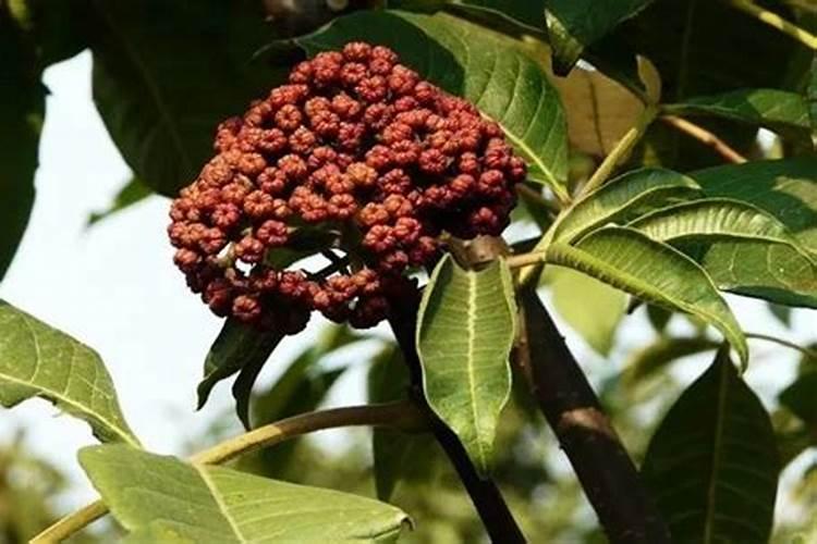 吴茱萸属于草本还是木本？