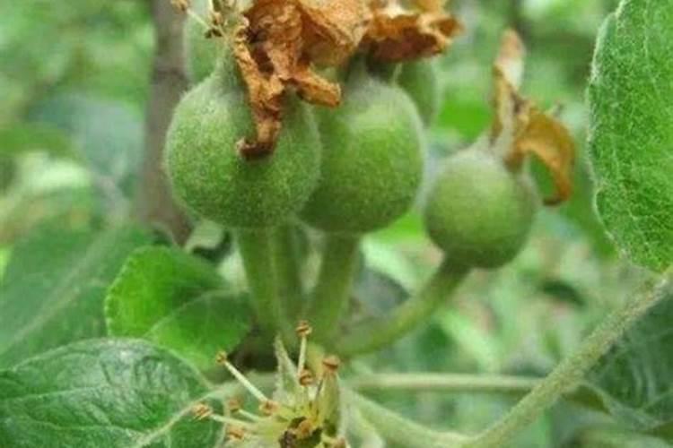 磷酸二氢钾叶面肥什么时候用