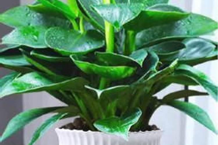 金桔树的叶子卷曲,枯萎,是什么原因？